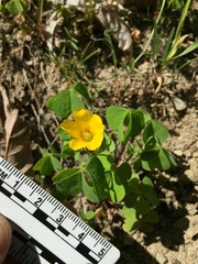 Oxalis suksdorfii