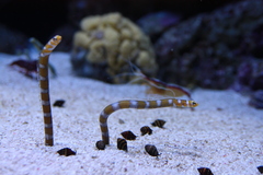 Orange-Barred Garden Eel photo 5