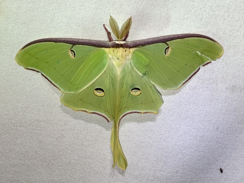 Moon Moths