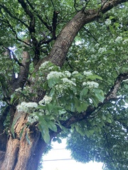 Chionanthus retusus