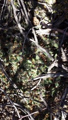 Coryphantha macromeris macromeris