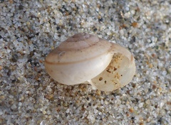 Helminthoglypta fieldi