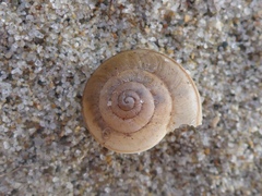 Helminthoglypta fieldi