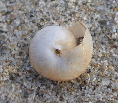 Helminthoglypta fieldi