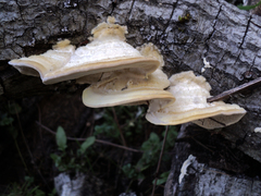 Trametes hirsuta image
