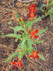 Astragalus sanguineus