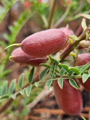 Astragalus sanguineus