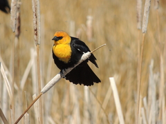 Yellow-Headed Blackbird photo 2