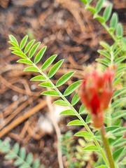 Astragalus sanguineus