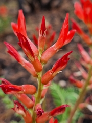 Astragalus sanguineus