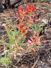 Astragalus sanguineus