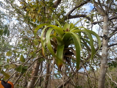 Tillandsia elongata