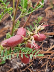 Astragalus sanguineus
