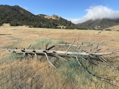 Aegilops triuncialis