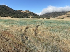 Aegilops triuncialis