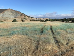 Aegilops triuncialis