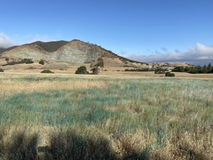 Aegilops triuncialis