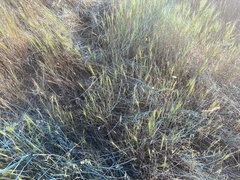 Aegilops triuncialis