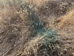 Aegilops triuncialis