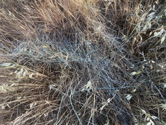 Aegilops triuncialis