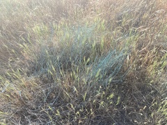 Aegilops triuncialis