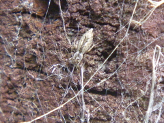 Salticidae