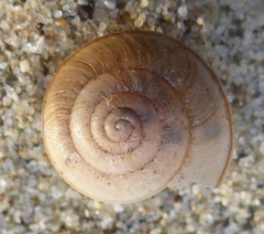 Helminthoglypta fieldi