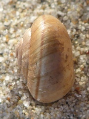 Helminthoglypta fieldi