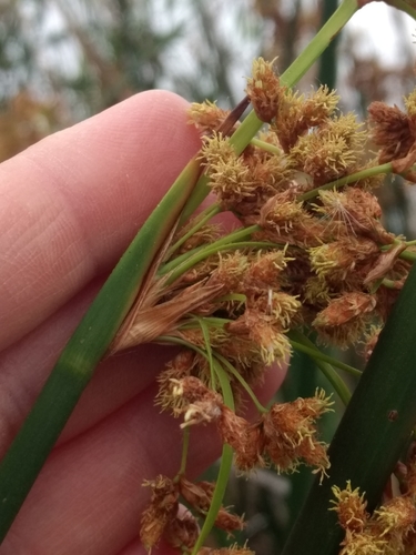 iNaturalist observation photo of California bulrush