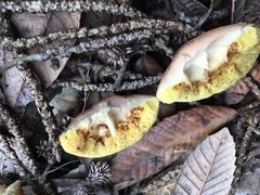 Boletus subtomentosus image
