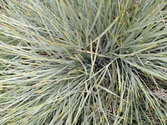 Aciphylla squarrosa squarrosa