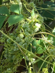 Cuscuta pentagona