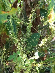 Cuscuta pentagona