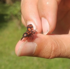 Botanochara duodecimverrucata