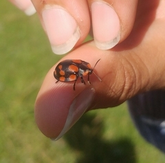 Botanochara duodecimverrucata