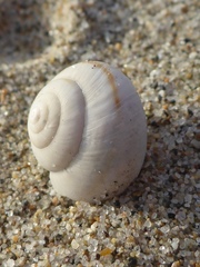 Helminthoglypta fieldi