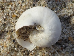 Helminthoglypta fieldi