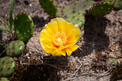 Opuntia cespitosa
