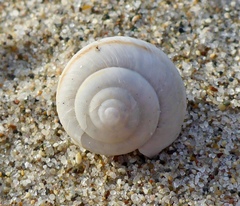 Helminthoglypta fieldi