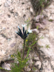 Amsonia palmeri