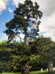 Chamaecyparis obtusa
