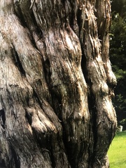 Chamaecyparis obtusa