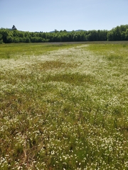 Plagiobothrys figuratus