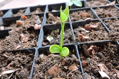 Erythrina rubrinervia