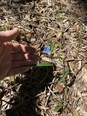 Commelina lanceolata