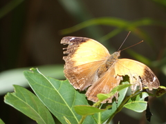 Doleschallia bisaltide australis