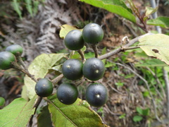 Solanum asperolanatum