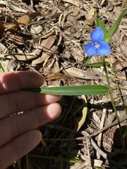 Commelina lanceolata