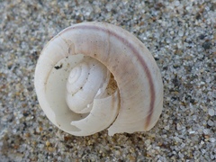 Helminthoglypta fieldi