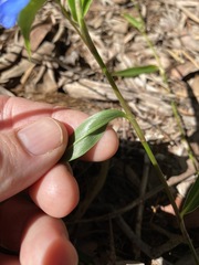 Commelina lanceolata